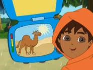 Look! Does a camel live where it's rainy, or where it's sunny?