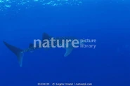 Whale shark