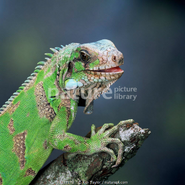 Real life green iguana.