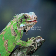 Green Iguana (Kim Taylor)