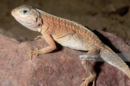 Desert Iguana