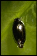 Whirligig Beetle