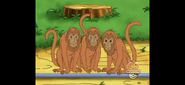 Howler monkey team