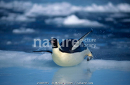 Emperor penguin