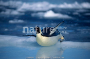 Emperor Penguin (Martha Holmes)