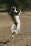 Sifaka Lemur (John Giustina)