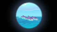 Dolphins