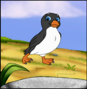 A puffin waddling to move on land