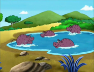 Hippos, splashing on the shore!