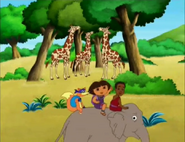 Three giraffes!