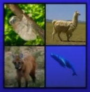 Sloth, Maned Wolf, Llama, and Humpback Whale in real life.