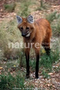 Maned wolf