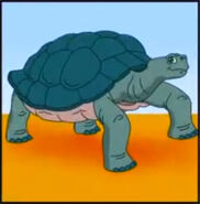 A giant tortoise with feet