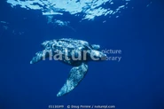 Leatherback (1)
