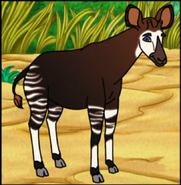 An okapi with stripes on its legs