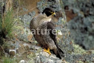 Peregrine falcon