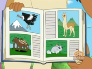 Look at these animals! Which one is the llama? (Did you know that all of these animals have something in common? They're all afraid of pumas!)