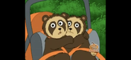 Little spectacled bears are afraid of pumas!