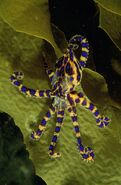 Blue-Ringed Octopus (Gary Bell)