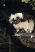 Cotton-Top Tamarin