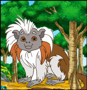 A really big cotton-top tamarin