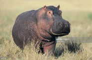 Hippo