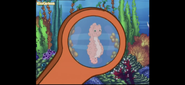 "Yeah, that's a Pygmy seahorse!"