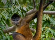 Picture of a real life spider monkey.