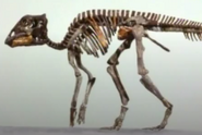 Maiasaura skeleton in real life.