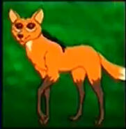 A maned wolf, the animal that steps high over the tall grass
