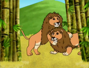 How many lions are there?
