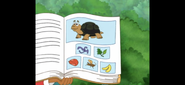 Camilla's Turtle Book