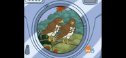 Those are the grown-up hawks! Help Click get the picture. To take a picture of the hawks say, "CLICK!"