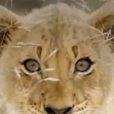 Welcome Home Lion Cub Dora The Explorer Wiki Fandom Welcome Home Lion Cub Dora The Explorer Wiki Fandom