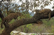 Pampas Cat