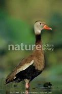 Whistling duck
