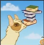 Does a llama carry heavy things on its nose?