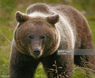 Grizzly Bear