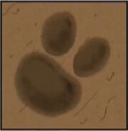 A jaguar's pawprint with two toes