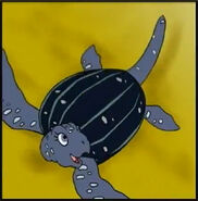 Does a leatherback sea turtle stretch its tail?
