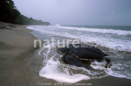 Real life leatherback sea turtle.