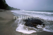 Leatherback Seaturtle (Pete Oxford)