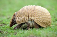 Picture of a real life three-banded armadillo.