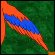 Do hawks have red and blue feathers?