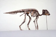 Maiasaura (Skeleton)