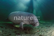 Manatee