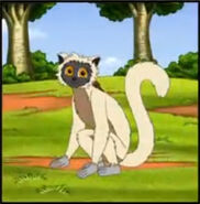 A sifaka lemur with a long tail