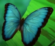 Real life blue morpho butterfly