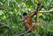 Spider Monkey (Alfredo Estrella)