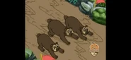 the bears,
